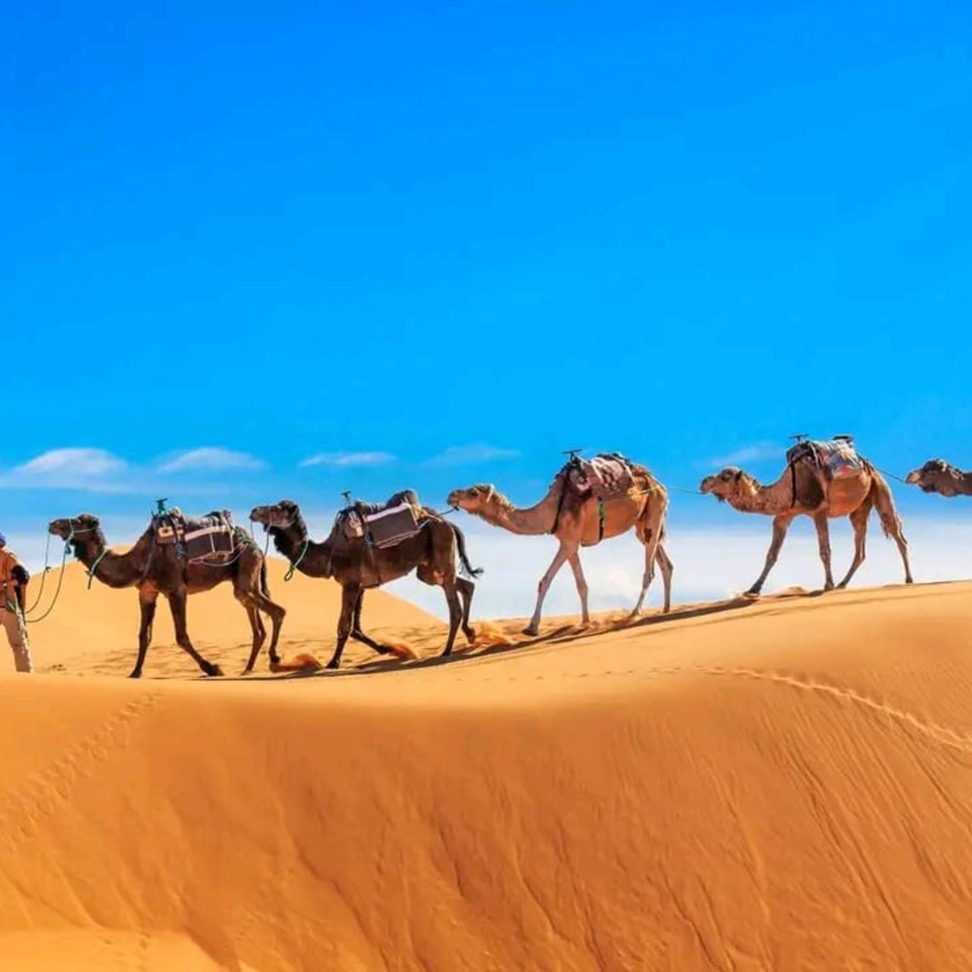 Unique Sahara Camp 호텔 메르주가 외부 사진